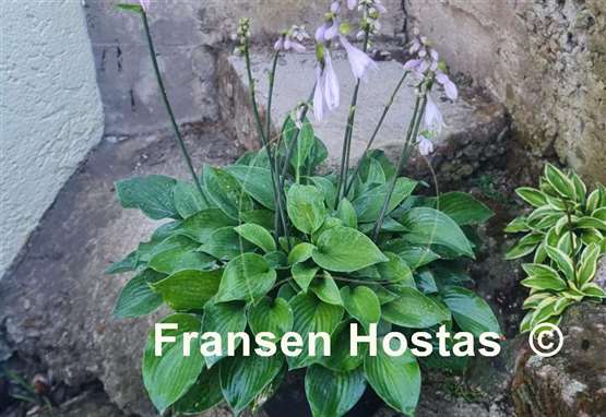 Hosta Mohrchen